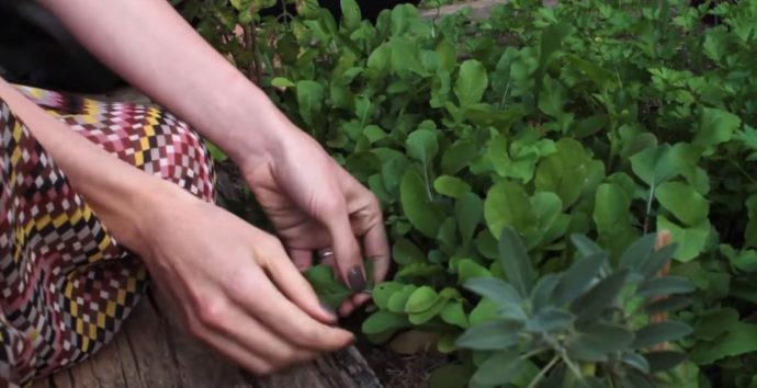 Isabella Fiorentino colhe vegetais de sua horta